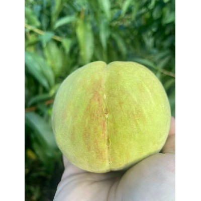新鲜水果