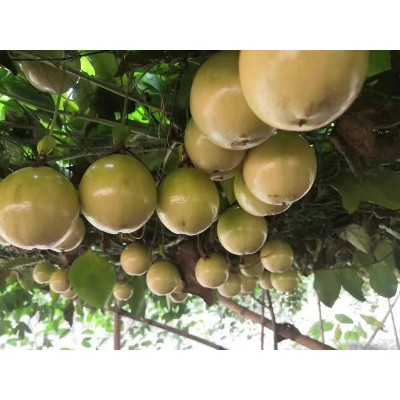 新鲜水果