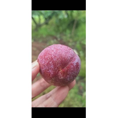 新鲜水果
