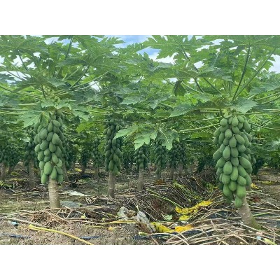 蔬菜配送