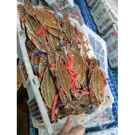 肉类配送